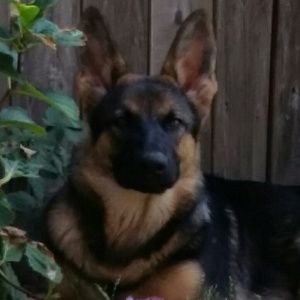 Meet your Posher, Ron